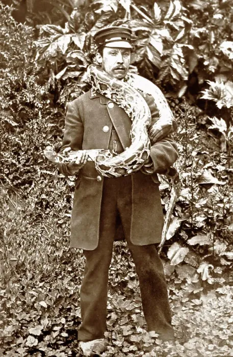 Framed Print : Zoo keeper with python at London Zoo, Victorian period Framed Print : Zoo keeper with python at London Zoo, Victorian period