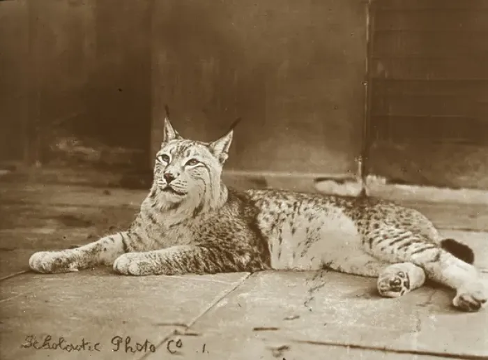 Framed Print : Zoo - Lynx Framed Print : Zoo - Lynx
