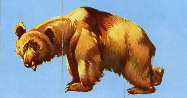 Zoo Misfitz card game - brown bear