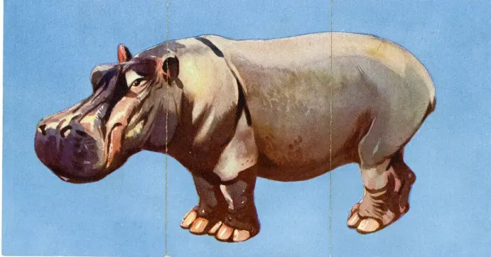 Framed Print : Zoo Misfitz card game - hippopotamus Framed Print : Zoo Misfitz card game - hippopotamus