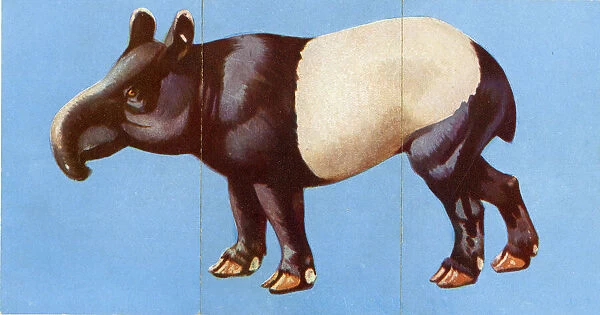 Zoo Misfitz card game - tapir