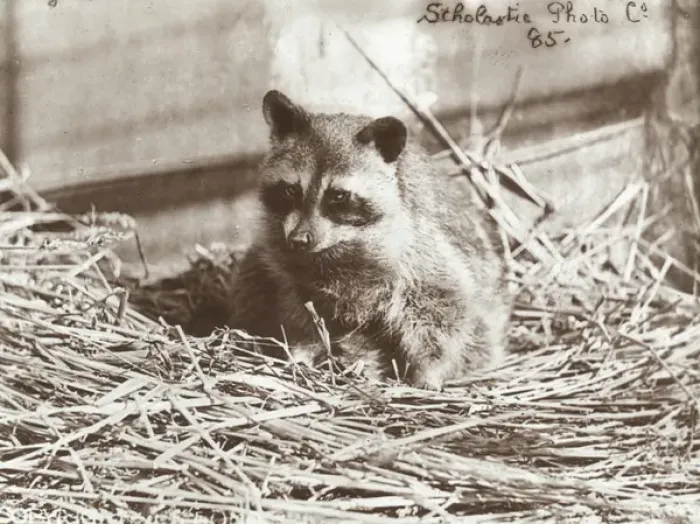 Framed Print : Zoo - Raccoon Framed Print : Zoo - Raccoon