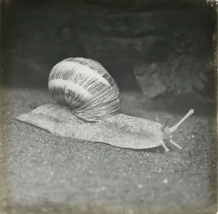 Framed Print : Zoo - Snail Framed Print : Zoo - Snail