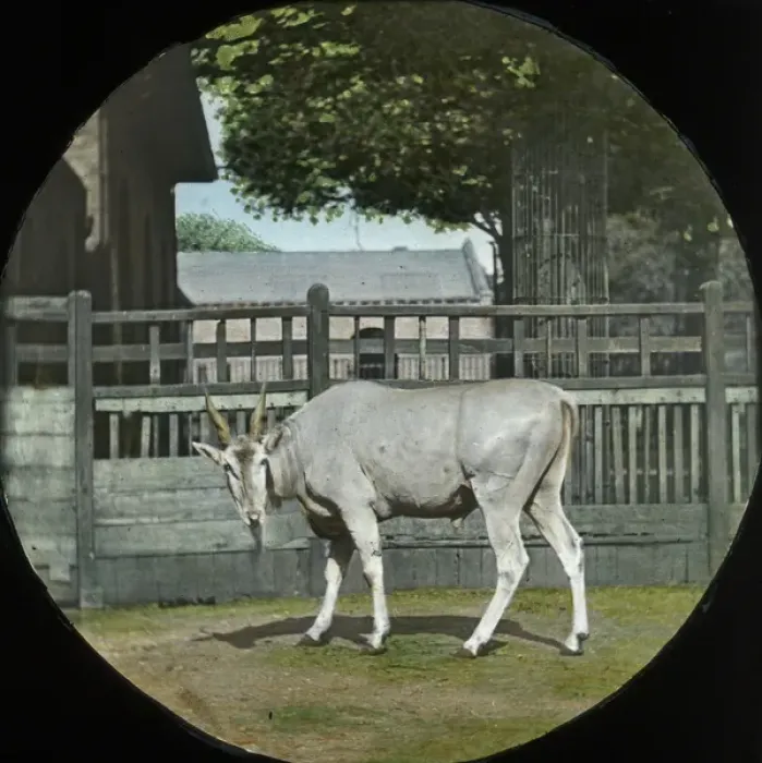 Framed Print : Zoo - Young Eland Framed Print : Zoo - Young Eland
