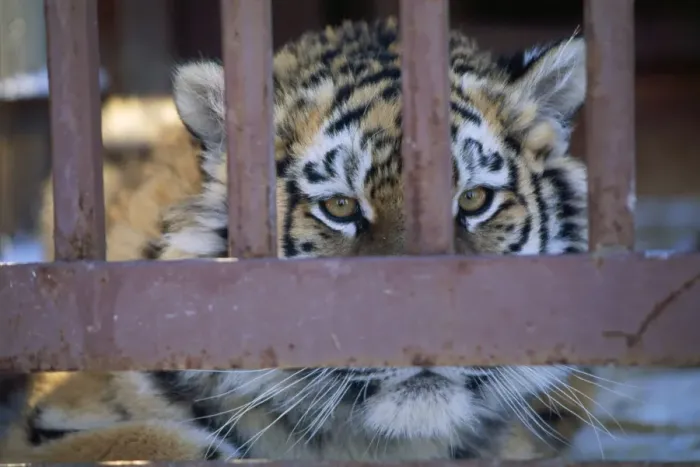 Framed Print : ZOO - Young Tiger in a Cage, young female, close up to bars Framed Print : ZOO - Young Tiger in a Cage, young female, close up to bars