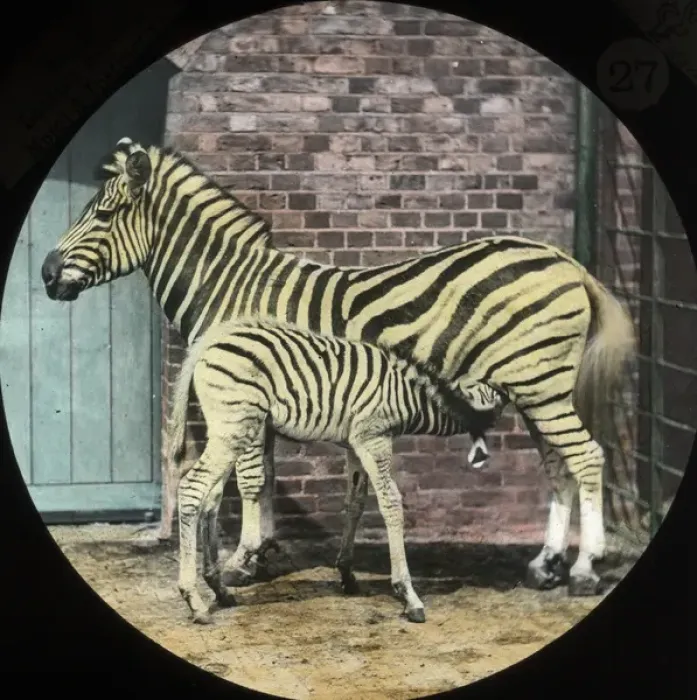 Framed Print : Zoo - Zebra and Colt Framed Print : Zoo - Zebra and Colt