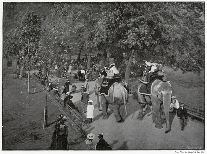 Framed Print : Zoological Gardens, Riding Indian Elephants Framed Print : Zoological Gardens, Riding Indian Elephants