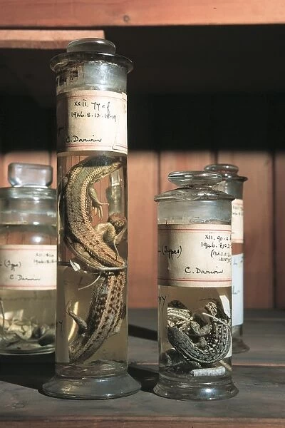 Zoological specimens in the Spirit Building