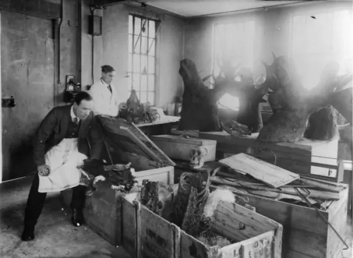 Framed Print : Zoology Unpacking Room, 1924, the Natural History Museum Framed Print : Zoology Unpacking Room, 1924, the Natural History Museum