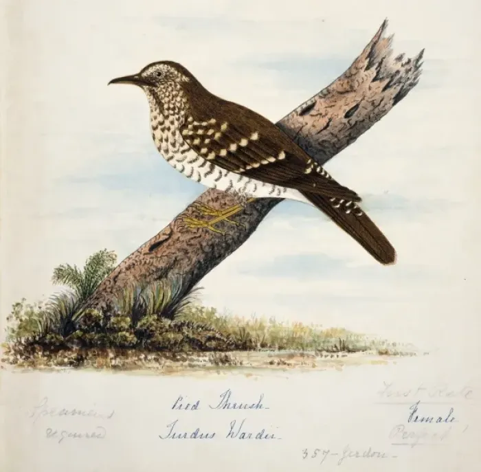 Framed Print : Zoothera wardii, pied thrush Framed Print : Zoothera wardii, pied thrush