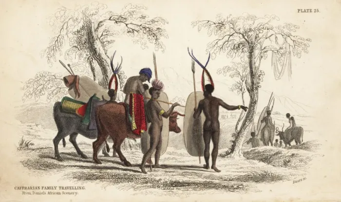 Framed Print : Zulu family travelling with herd of cattle Framed Print : Zulu family travelling with herd of cattle