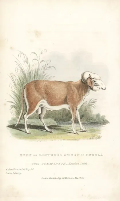 Framed Print : Zunu or goitered sheep of Angola, Ovis aries Framed Print : Zunu or goitered sheep of Angola, Ovis aries