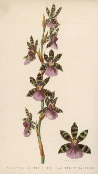 Framed Print : Zygopetalum Maxillare Framed Print : Zygopetalum Maxillare