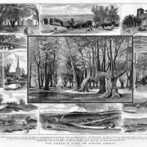 15 views of Epping Forest, London