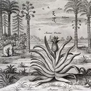 17th century 1667 animal athanasius kircher barroque