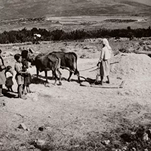 1843 - Syria - threshing grain with donkeys