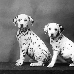 2 Dalmatian Puppies / 1938