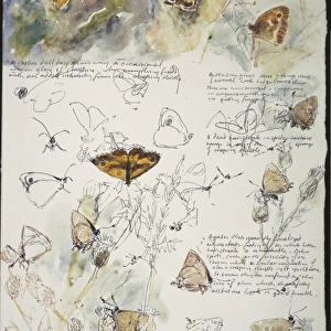 20th Century Art: Wildlife sketch no. 38, by David Measures
