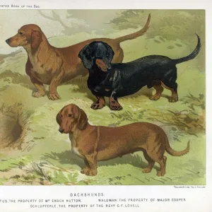 3 Varied Dachshunds