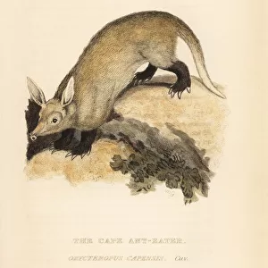 Aardvark, Orycteropus afer