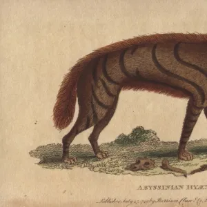 Abyssinian hyena, Hyaena aethiopicus