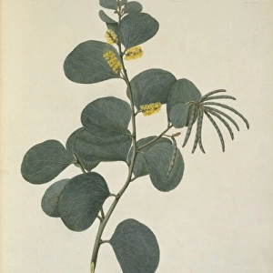 Acacia humifusa