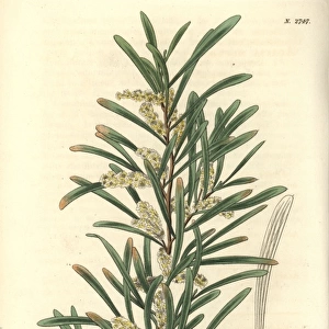 Acacia mucronata, Mucronated acacia or narrow-leaf