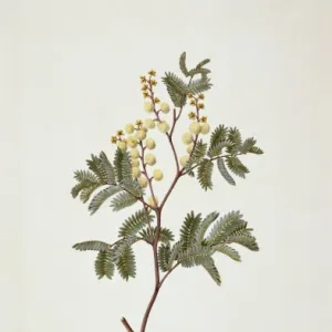 Acacia terminalis, sunshine wattle