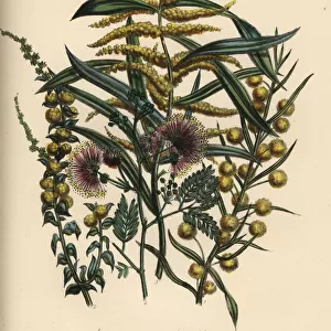 Acacia or wattle species