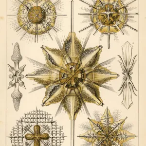 Acantharia Radiolaria protozoa species