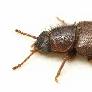 Acanthocnemus nigricans (Hope), little ash beetle