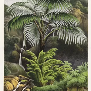 Acanthophoenix crinita palm tree
