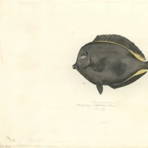 Acanthurus nigricans, gold rim tang