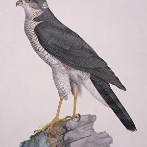Accipiter nisus, Eurasian sparrowhawk
