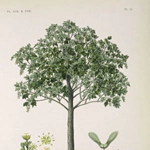 Acer pseudoplatanus, sycamore or great maple