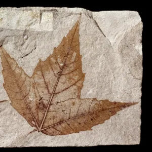 Acer trilobatum, sycamore or maple leaf