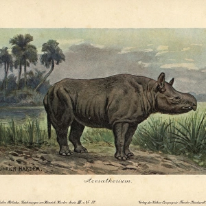 Aceratherium, extinct genus of rhinoceros