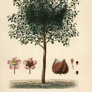 Achiote or lipstick tree, Bixa orellana