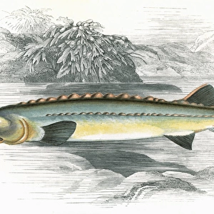 Acipenser Huso, or Beluga sturgeon