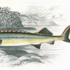 Acipenser Huso, or Beluga sturgeon