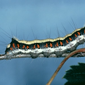 Acronicta psi, grey dagger moth caterpillar
