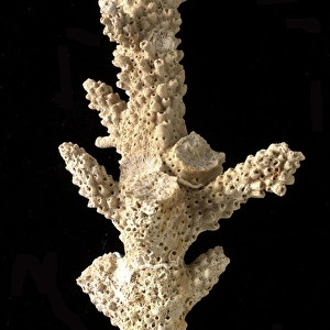 Acropora, a scleractinian coral