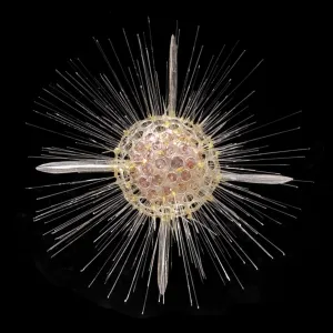 Actinomma asteracanthion, radiolarian