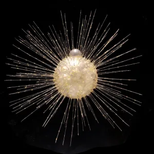 Actinophrys sol, heliozoan