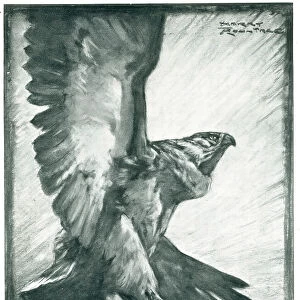 Advertisement Illustration, Bird Of Prey