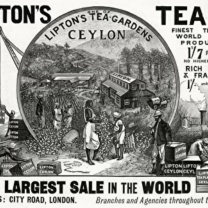 Advert for Liptons Teas 1896