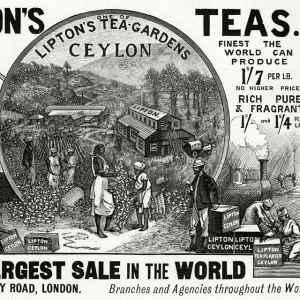 Advert for Liptons Teas 1896