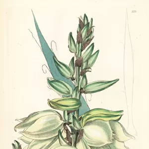 Adams needle or needle palm, Yucca flaccida