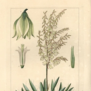 Adams needle, Yucca filamentosa, native to North America