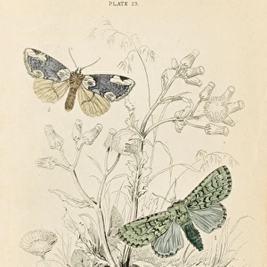 Three Additional Moths
